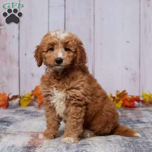 Allie, Mini Goldendoodle Puppy